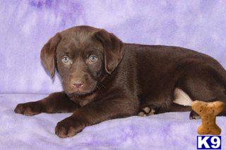 Labrador Retriever Puppies for Sale